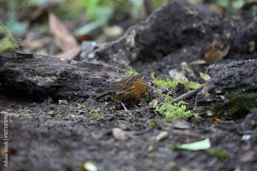 Rusty-breasted Wren-Babbler (Napothera rufipectus) in Mt.Kerinci, Sumatra,Indonesia