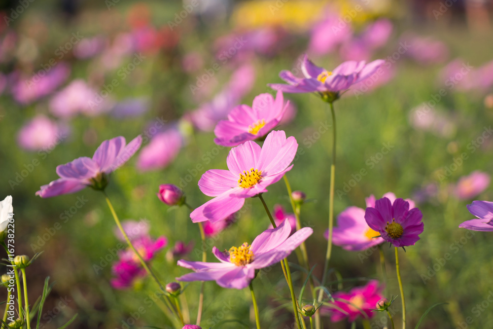 Beautiful colorful winter Flowers Beautiful colorful winter Flowers