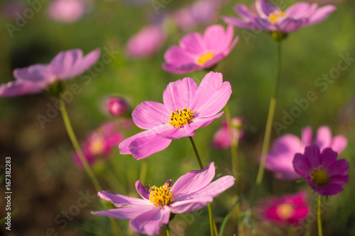 Beautiful colorful winter Flowers