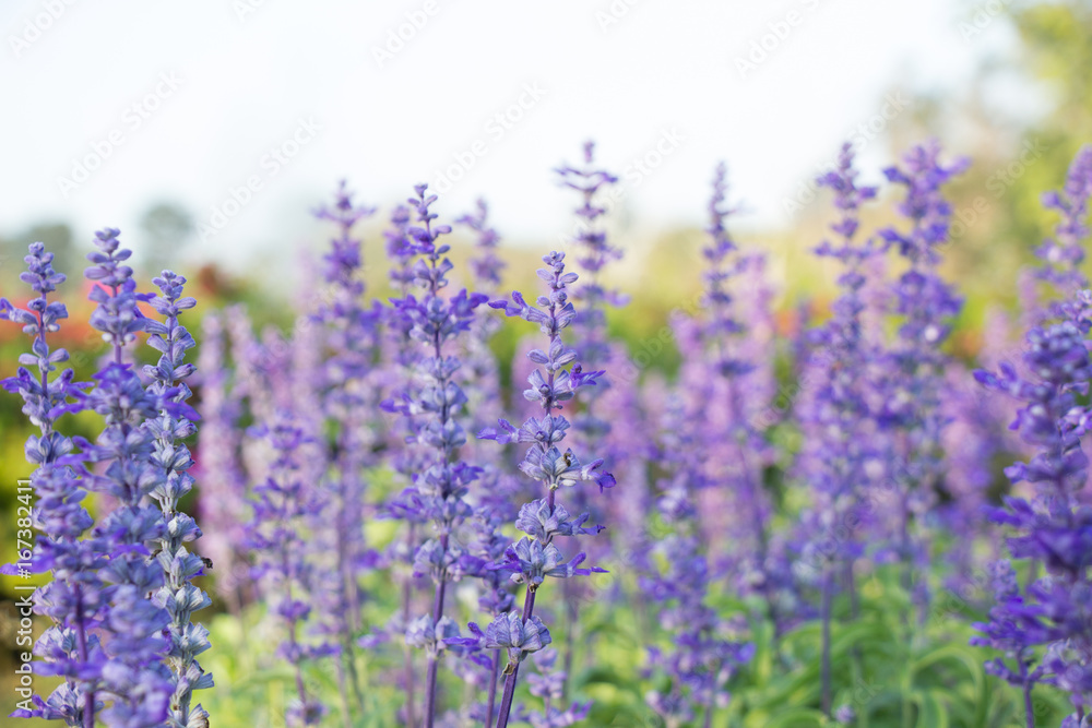 Fototapeta premium Beautiful colorful winter Flowers