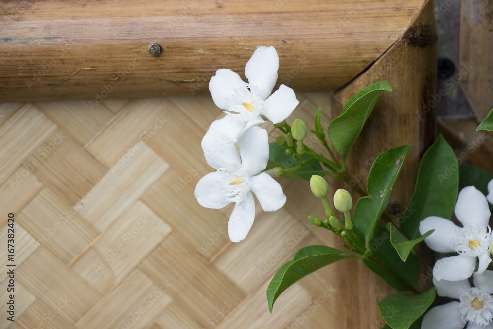 Fototapeta premium Beautiful colorful winter Flowers