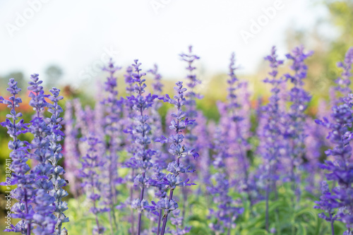 Beautiful colorful winter Flowers