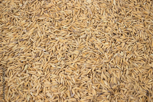 Paddy rice background
