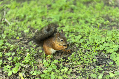 red squirrel  rodent  sitting on the ground on the grass