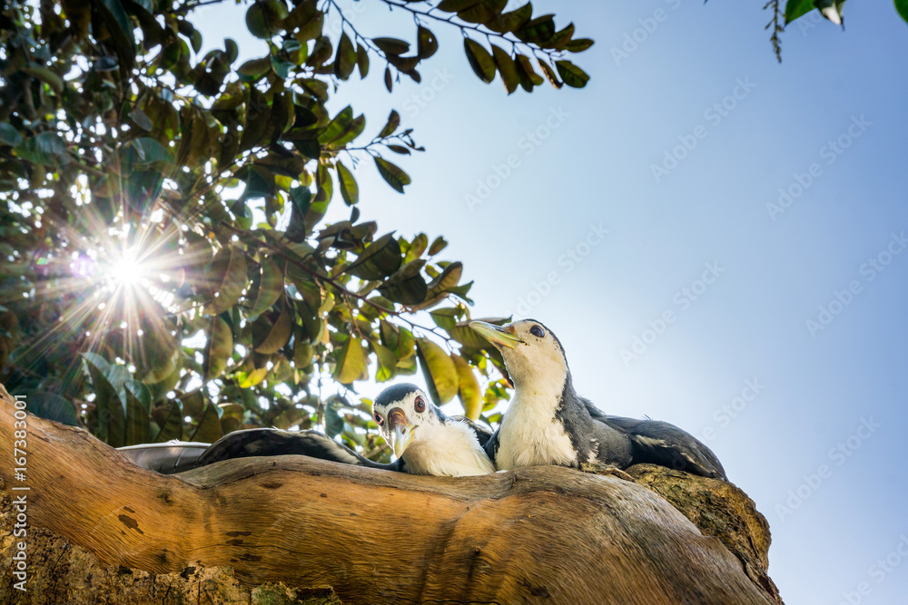 Fototapeta premium Two birds in sunlight