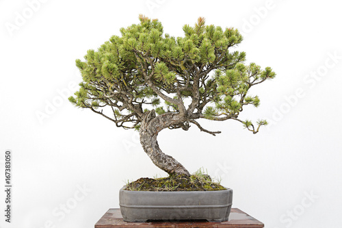 Bonsai on a wooden table and white background