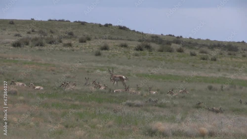 Herd of Pronghorns in the Rut Herd of Pronghorns in the Rut
