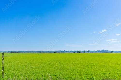 Blue sky and rice field