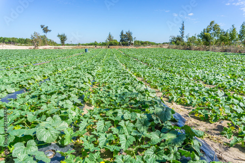 Cantaloupe melon plant