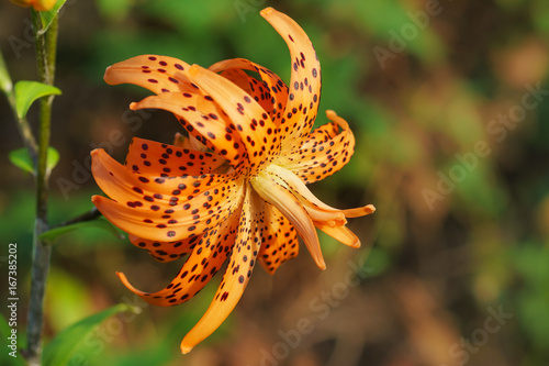 Chalmovidnaya orange flower Terry hybrid tiger Lily Flore Pleno. Bright red flower with black specks