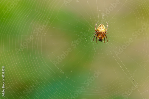 Spider garden-spider (lat. Araneus) of the genus araneomorph spiders of the family of Orb-web spiders (lat. Araneidae) on web with prey