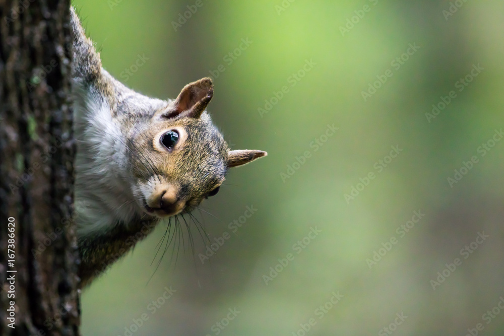 Eastern Gray Squirrel - Sciurus carolinensis, frontal closeup of this cautious squirrel peering out from behind a tree. Eastern Gray Squirrel - Sciurus carolinensis, frontal closeup of this cautious squirrel peering out from behind a tree.