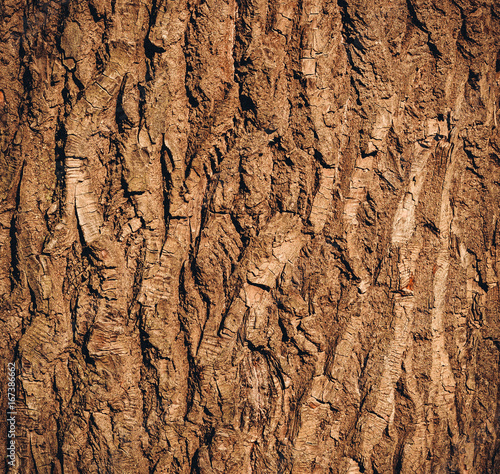 Beautiful bark tree texture