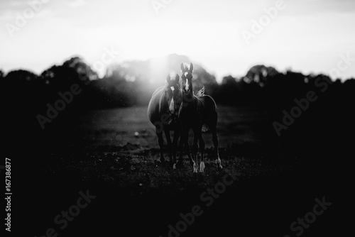 Classic black and white photo of mother horse with foal on farmland at sunset. © ysbrandcosijn