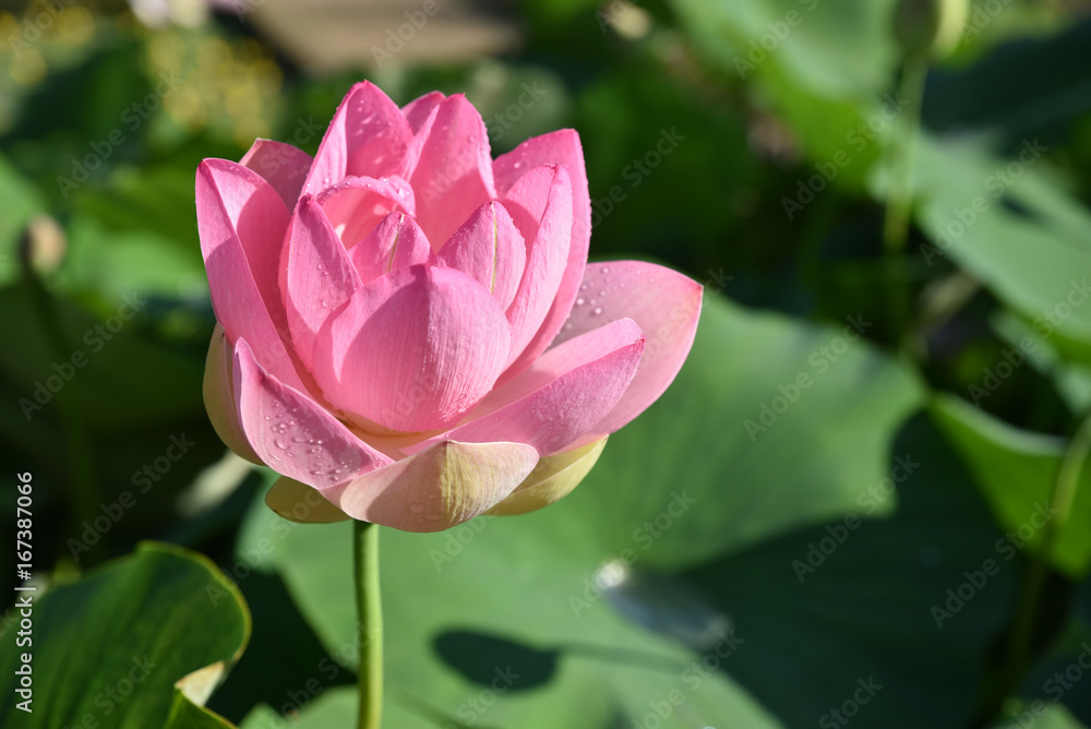 Lotus rose en été au jardin