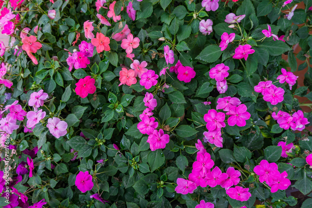 The pink flowers in garden