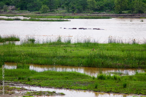 Group of hippopotamus in the river at Selous Game Reserve in Tanzania (Africa)