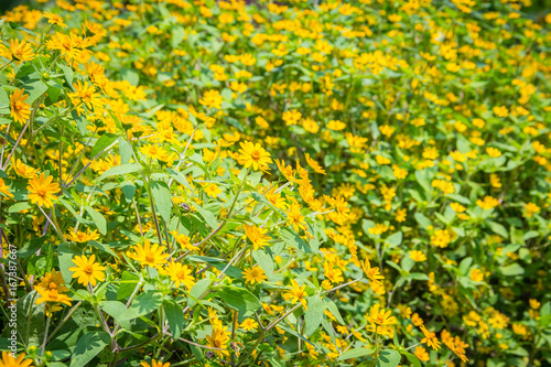 The marigold plant