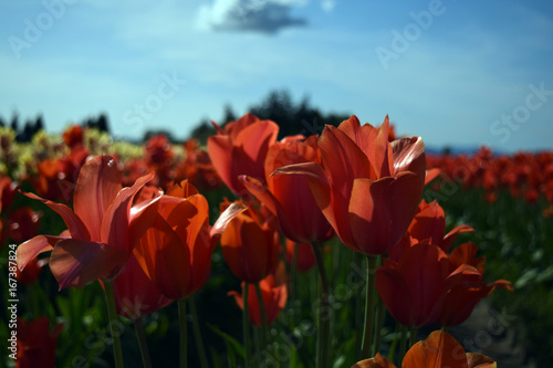 Tulips flowers