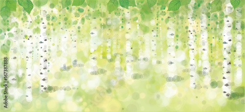 Vector  birches forest, bokeh background.