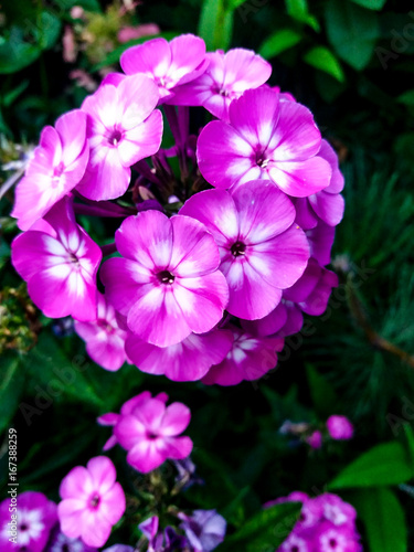 Pink and white flowers.