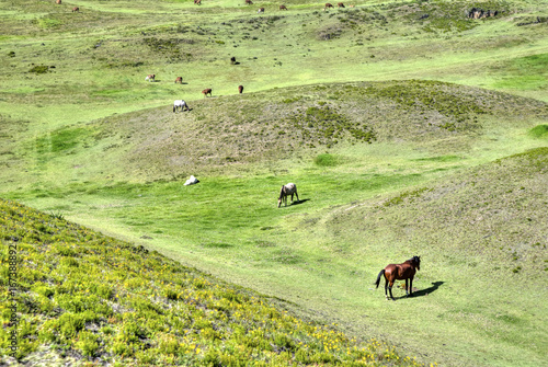 Horses in a field eating grass and relaxing, on a sunny day. Cochasqui, Pichincha province, Ecuador