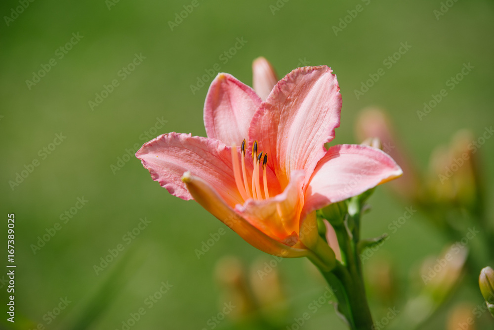 Fototapeta premium Hemerocallis