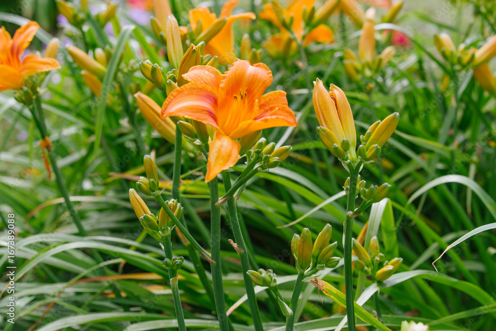 Orange Hemerocallis Orange Hemerocallis