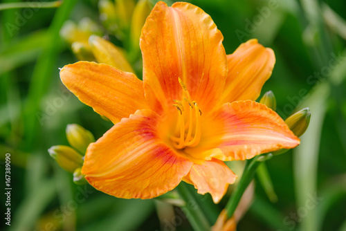 Orange Hemerocallis