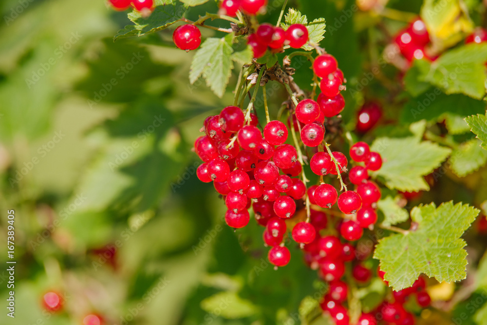 Ribes rubrum Ribes rubrum