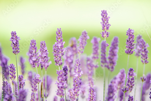 growing lavender