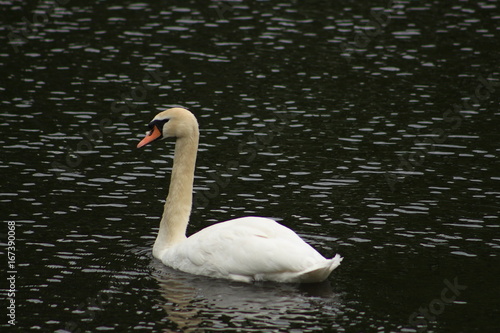 White swan on a pond