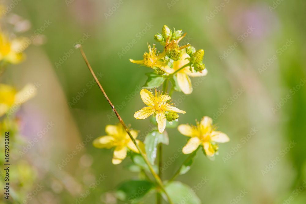 Hypericum