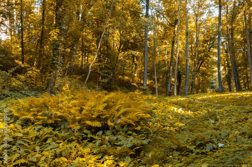 Fototapeta premium Autumn orange forest with strong vegetation, no people. Shot on a sunny, peaceful day.