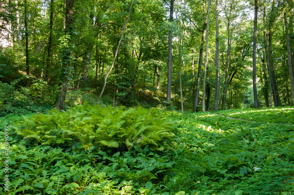 Green forest with strong vegetation, lots of grass, flowers and trees, no people. Shot on a sunny, peaceful day Green forest with strong vegetation, lots of grass, flowers and trees, no people. Shot on a sunny, peaceful day
