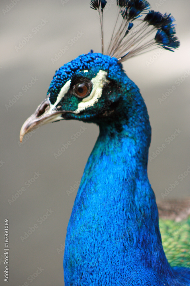 Naklejka premium Peacock head