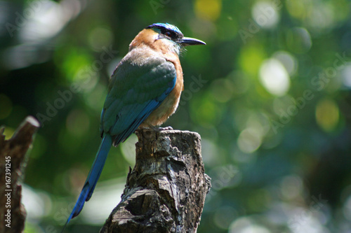 Blue headed motmot photo