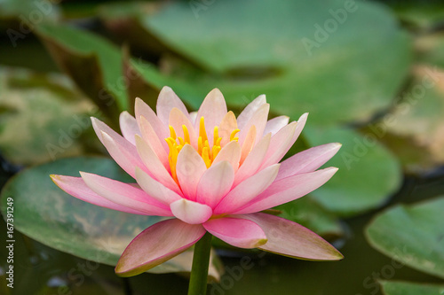 Brightly colored water lily floating on pond
