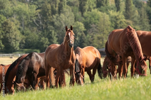 Horses on a background of trees © Aniszewski