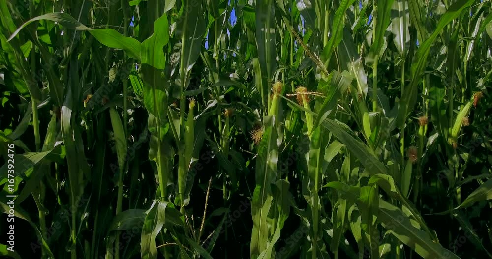 Cornfield (Zea mays) Cornfield (Zea mays)