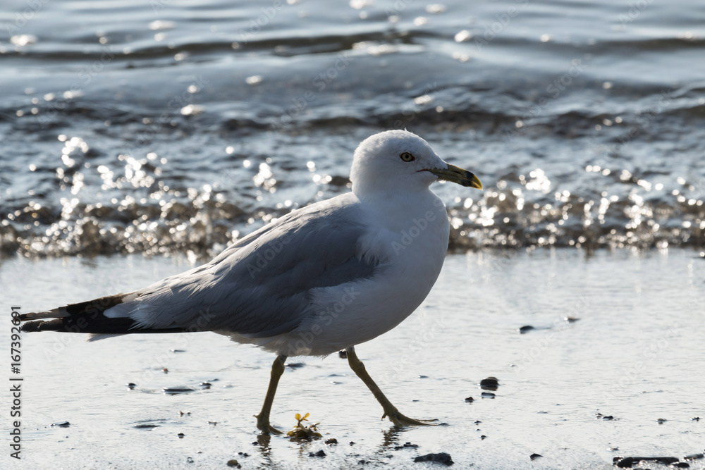 Seagull walking on the waters edge in Lincolnville Beach Maine Seagull walking on the waters edge in Lincolnville Beach Maine