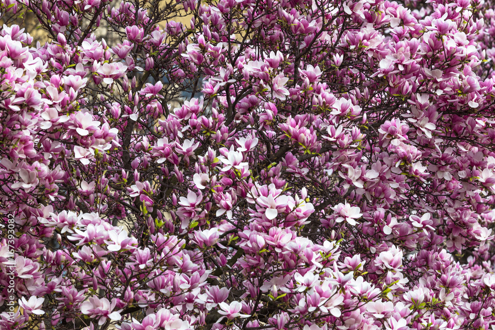 Magnolia plant with purple flowers on sunny spring day Magnolia plant with purple flowers on sunny spring day