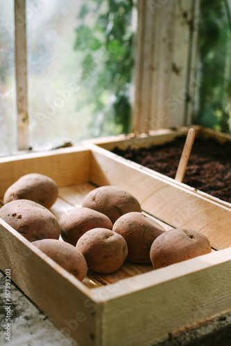 Seed potatoes on a sunny window sill waiting to chit