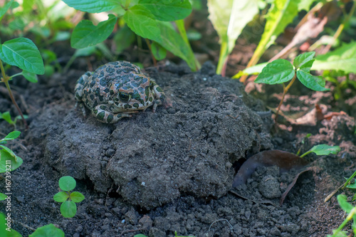 European green toad or Bufo viridis photo