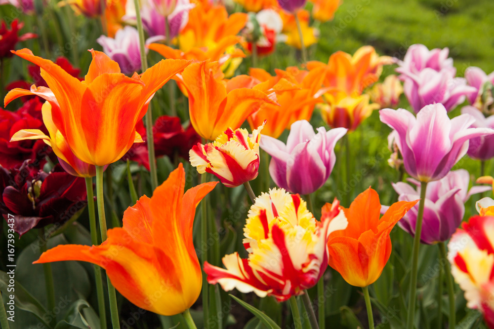 Several species colorful tulips in garden. Several species colorful tulips in garden.