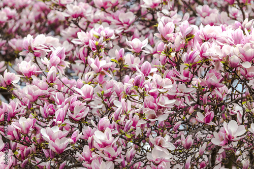 Magnolia plant with purple flowers on sunny spring day