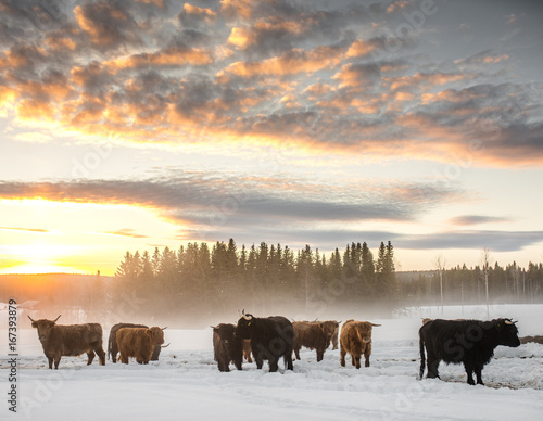 higland cattle in a winter sunset scenery photo