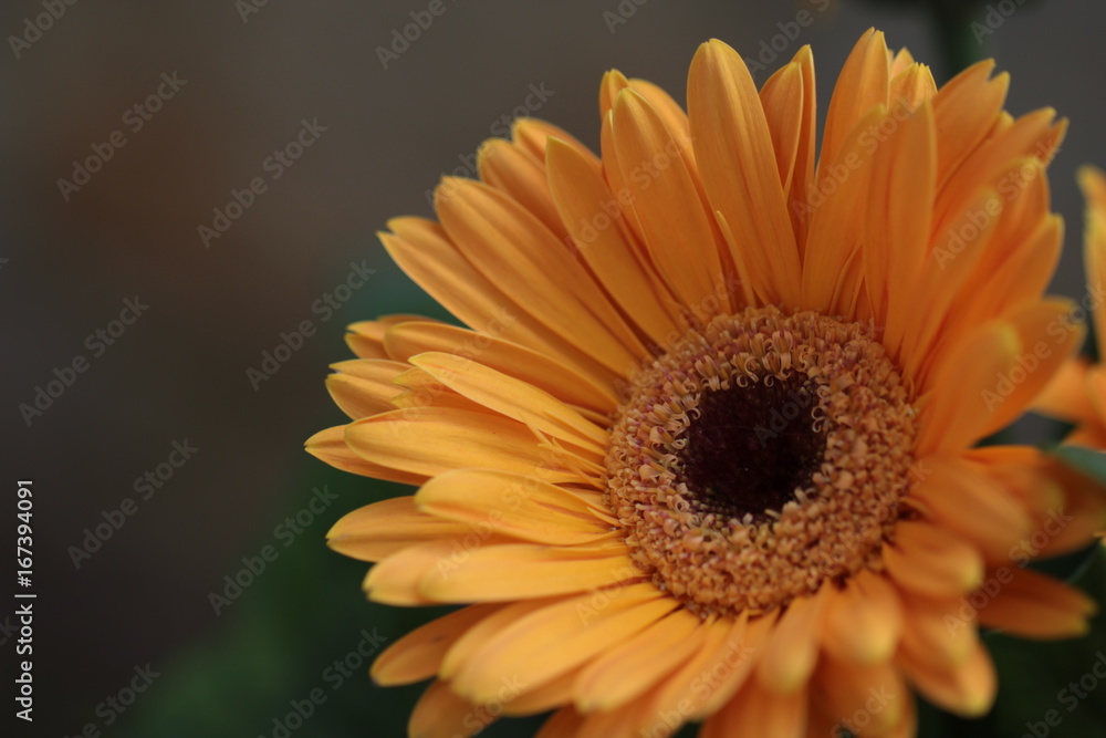 Flower Flower