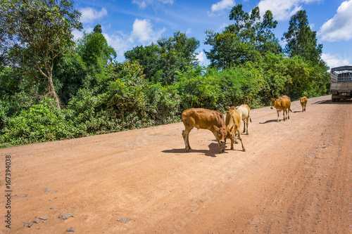 Cows in the country road