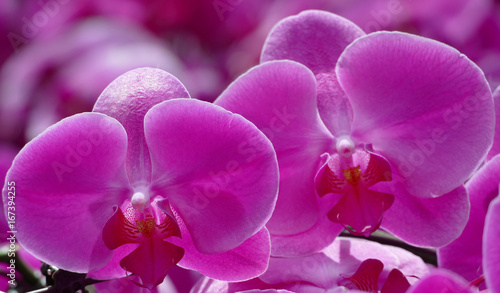 Orchid  e phalaenopsis rose.
